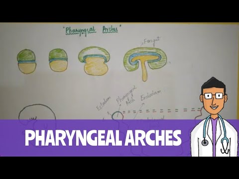 Pharyngeal Arches Part 1 #embryology #pharyngealarches - YouTube