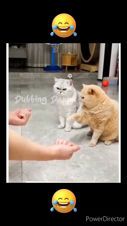 Bubloo Solluvan 🤣 || Dubbing Dappa #funny #cat #shorts #comedy #shortsfeed #catvideos #funnyanimals