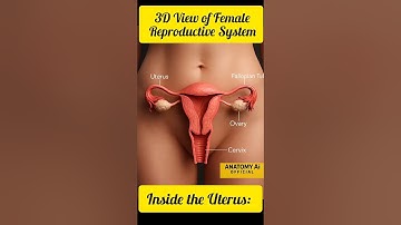 In de baarmoeder: 3D-weergave van het vrouwelijk voortplantingssysteem