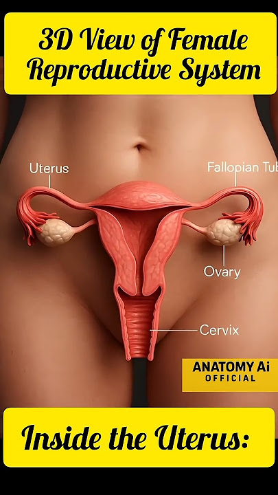 Inside the Uterus: 3D View of Female Reproductive System