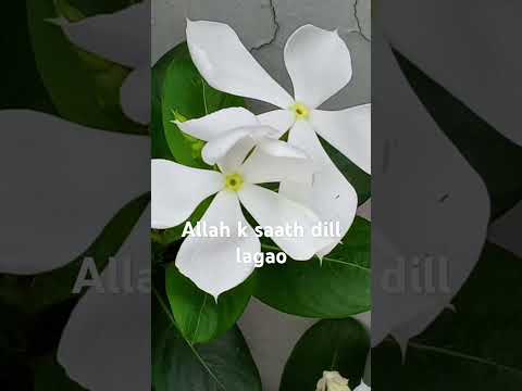 Allah K Sath Dill Lagao Motivation Ytshorts Trending Zikar 