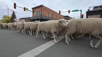 Thousands gather in Ketchum for annual Trailing of the Sheep Parade
