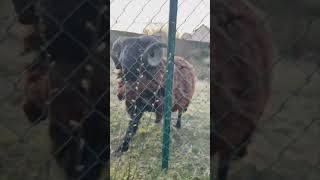 Excited Sheep Tries to Fit through the Fence