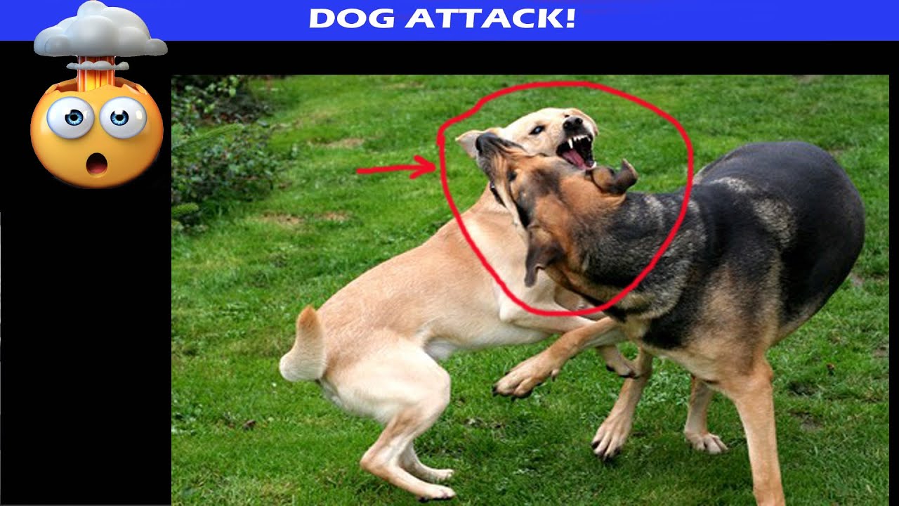 Dog attack! Crazy owner and large dog attacks small dogs at Dog Park