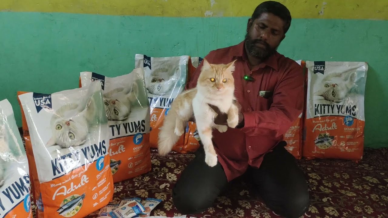 Bumper Offer on Cats in Hyderabad Persian Cats in Hyderabad at AtoZ