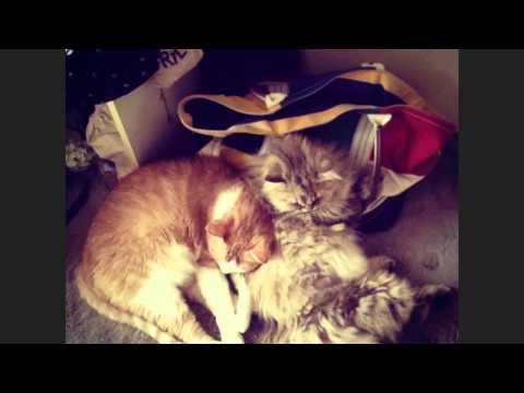 おれ、ねこ。