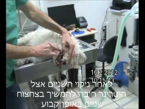 וִידֵאוֹ: כמה עולה ניקוי שיניים לכלב?