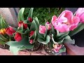 Para que los tulipanes de muchas flores hay que alimentarlos asi