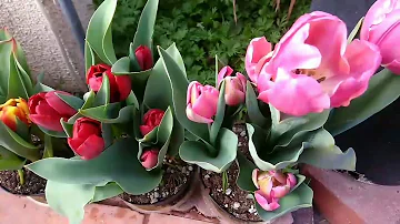 ¿Se puede comer un bulbo de tulipán?