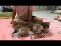 Mother cat rest assured to let her kittens play with a baby girl.