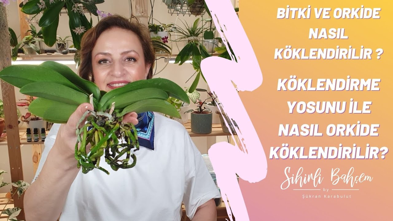 Bitki ve Orkide Nasıl Köklendirilir ? Köklendirme Yosunu ile Nasıl Orkide Köklendirilir?