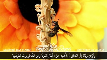 وَأَوْحَىٰ رَبُّكَ إِلَى النَّحْلِ 🐝 | ما تيسر من سورة النحل | القارئ د.عمرو أبوالعينين