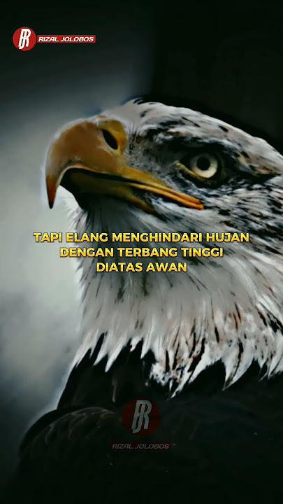 MOTIVASI QUOTES ELANG 🔥 #shorts #motivasi #quotes