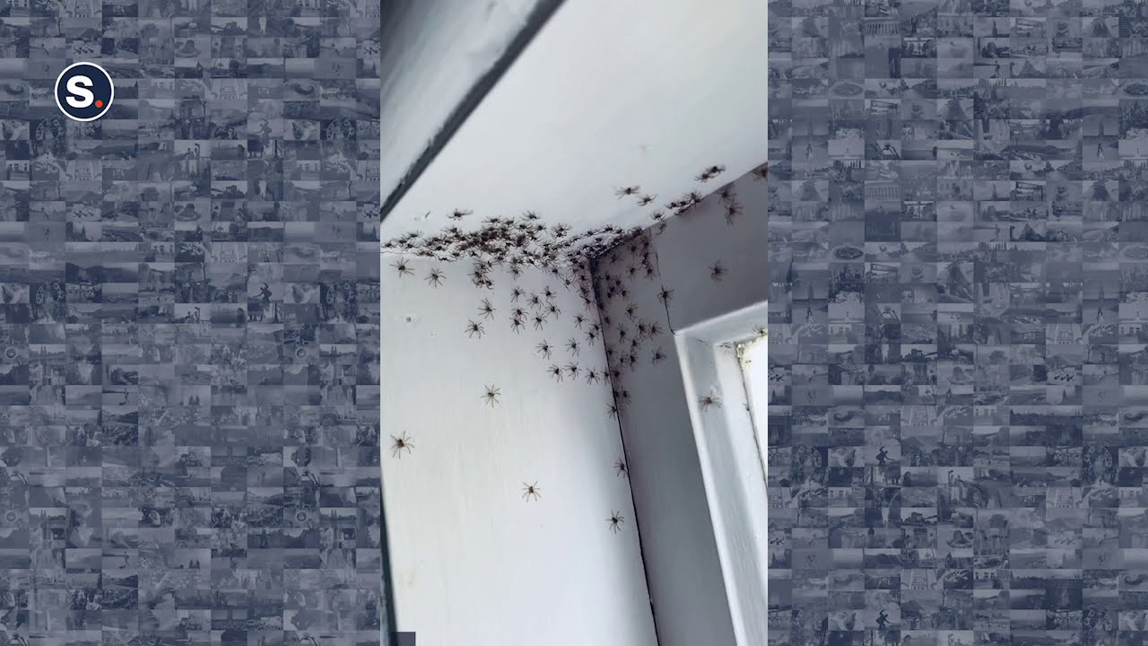 Hatching Spiders Found in Bedroom YouTube