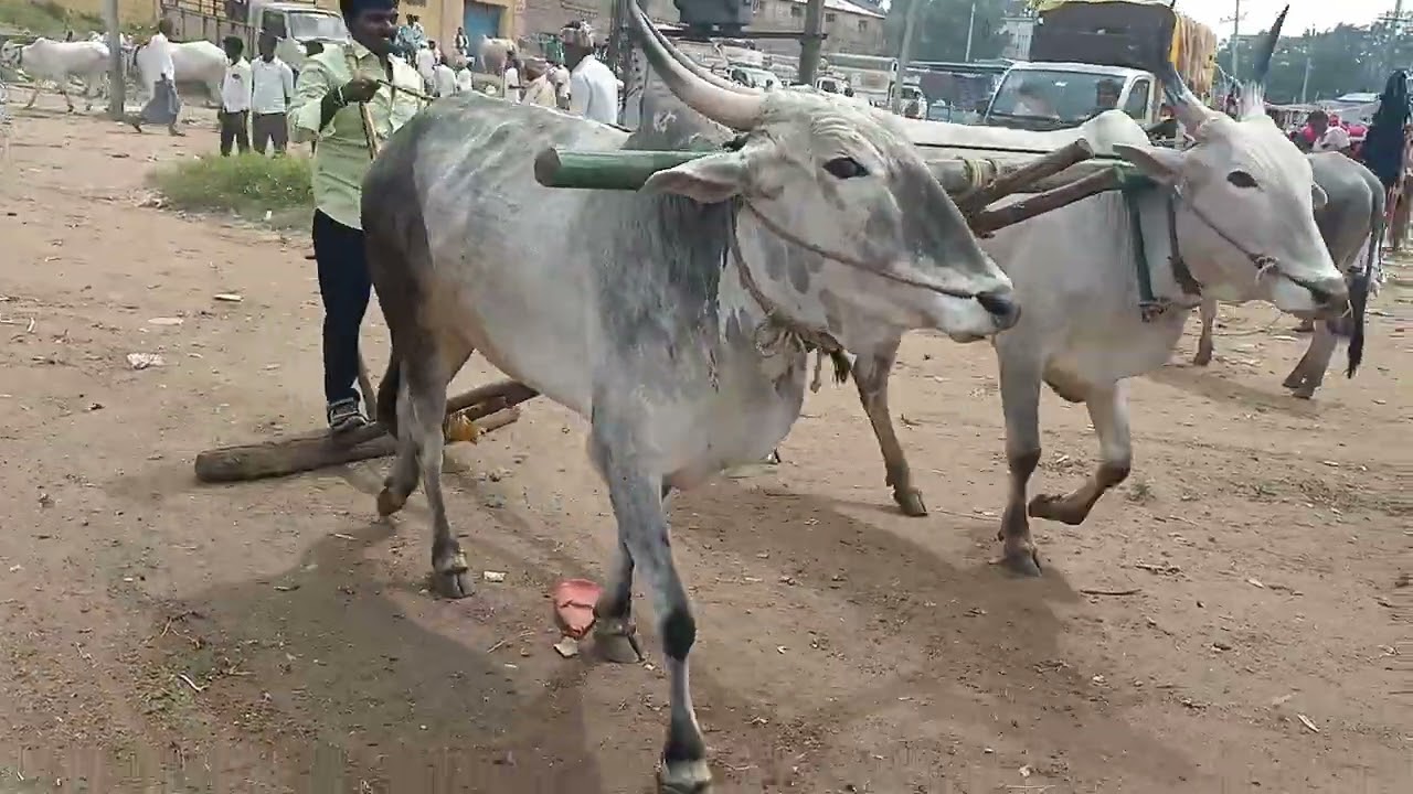 oxen pairs market in our city