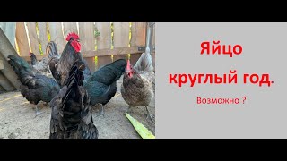 Увеличиваем яйценоскость кур .Важные рекомендации. Increasing egg production of chickens.