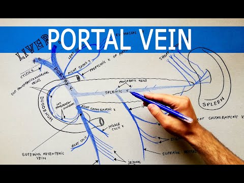 The PORTAL VEIN and its tributaries | Anatomy Tutorial