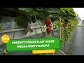 Producción de plantas de fresas certificadas - Italia - TvAgro por Juan Gonzalo Angel Restrepo