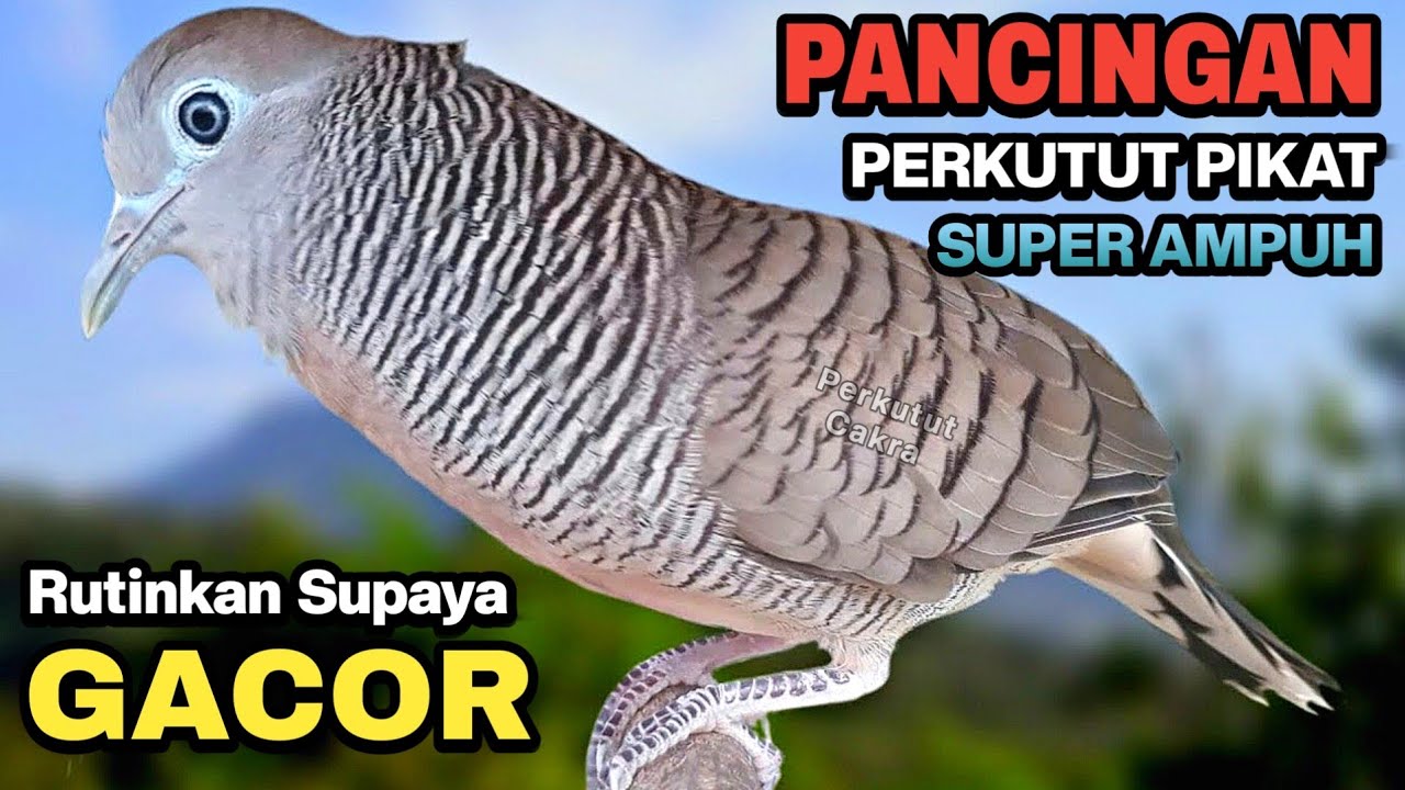 Perkutut Lokal Gacor SUARA PIKAT Ahlinya Bikin Semua Burung Perkutut Nyaut GACOR