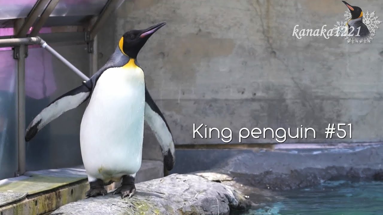 旭山動物園 大人と子供の狭間で飛び込めず。キングペンギン51番