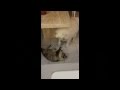 Winter the Samoyed plays with Coffee the Siberian Cat!