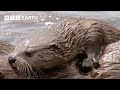 Mother Otter Gives Pups First Hunting Lesson | Yellowstone | BBC Earth