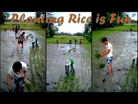 Planting Rice is Fun, too!!! || Farm Life | Premiere 4 - YouTube