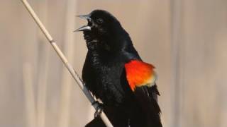How Nature Works: Redwinged Blackbird Display