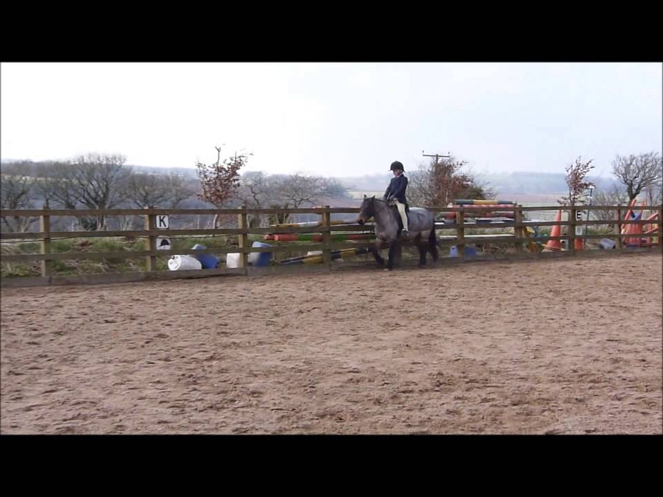 Fantastic first pony for sale YouTube