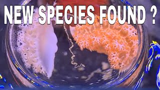 New Species? Do You Know What They Are.