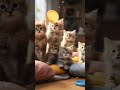 Multiple tiny cats enjoys together🐱🐱 #ai #follow2explore #cat #funny #animals