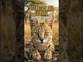 ¡OREJAS DE RADAR! 📡 Top 5 Curiosidades del Serval. #top5 #serval #felinos