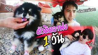 ใช้ชีวิตตัวติดกับอาฟง 1 วัน ฮาๆ (พ่อก็ดื้อลูกก็ซน!) l ก็ผมมีลูกเป็นหมา EP.71