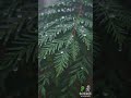 The Amazing Redwood Forest!