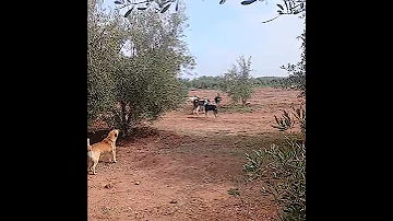 شاهد التزاوج عند الكلاب 