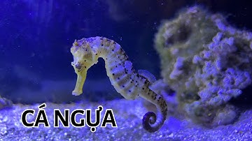 Tại sao cá ngựa đực lại mang thai?