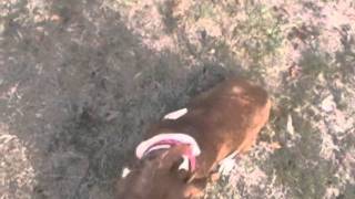 Please rescue/adopt Sarafina C418