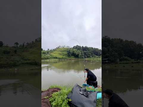 Câu hồ lạ ko đi sớm đúng còn cái nịt #chungnguyenfishing #cauca #fishing #shorts