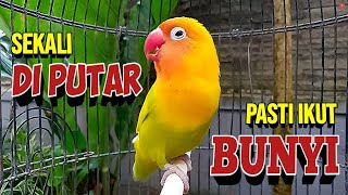 SUARA LOVEBIRD NGEKEK PANJANG INI MAMPU BUAT LOVEBIRD JADI GACOR, COBA SEKALI PUTAR PASTI IKUT BUNYI