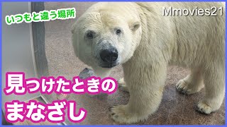 アザラシびっくり！ホッキョクグマの氷はどこから運ばれた？Reaction to ice、Polar Bear & Seals