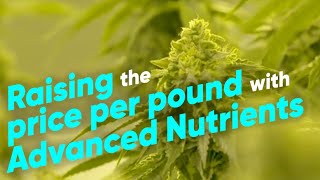 How to Increase Indoor Cannabis Yields with Advanced Nutrients - Hydroboys Grow