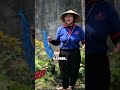 Vietnamese Mint for Labor Induction? 🌿 #shorts