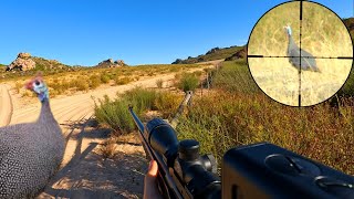 Guineafowl Hunting 22Lr - Walk & Stalk