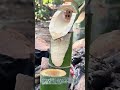 竹で油を搾る：野趣に溢れる伝統的製油術