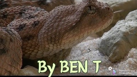 Snakes/@natures great event