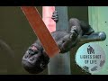 GORILLA AJABU 1 YEAR OLD