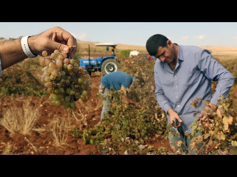 Midyat'ta şarap mevsimi: Süryaniler binlerce yıllık şarap kültürünü sürdürüyor