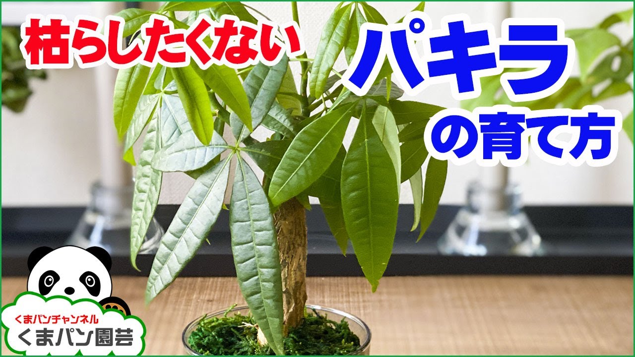 How To Grow Pachira Glabra Houseplant Kumapan Botanical Youtube