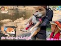 【おいもと坊っちゃんの日常#282】 坊っちゃんの川遊び👦🏻✨おいもは水、泳ぎに挑戦!?🐕💦家族で自然を満喫しましたみどり🏞️✨