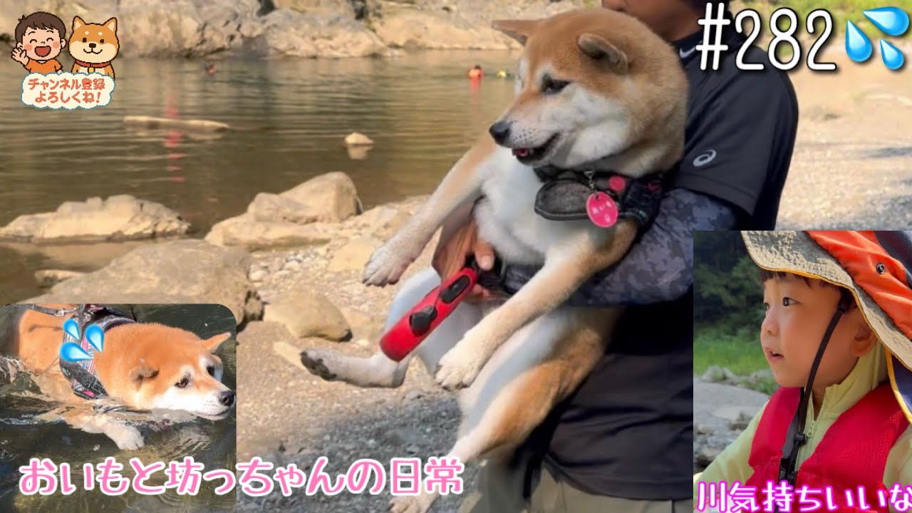 【おいもと坊っちゃんの日常#282】 坊っちゃんの川遊び👦🏻✨おいもは水、泳ぎに挑戦!?🐕💦家族で自然を満喫しましたみどり🏞️✨